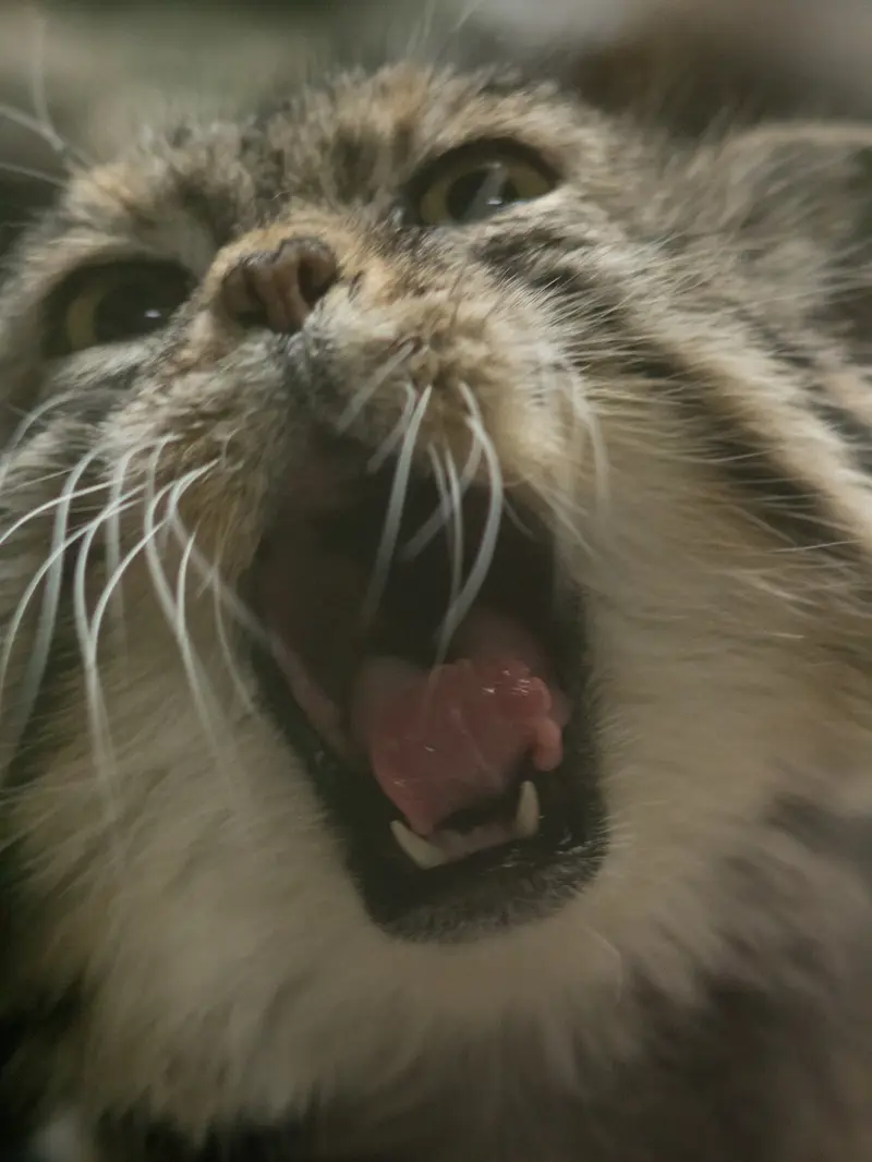 A photograph of Primula in Ueno Zoological Gardens