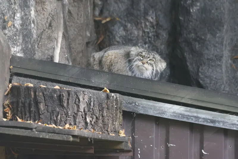 A photograph of Timofey in Moscow zoo