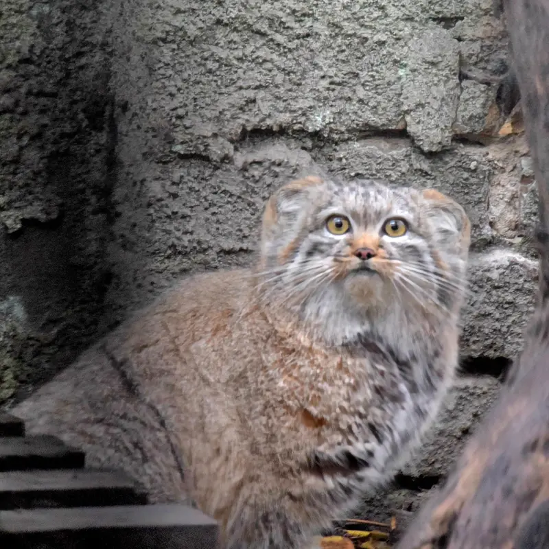 A photograph of Lucy in Budapest Zoo & Botanical Garden