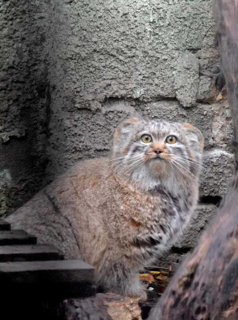 A photograph of Lucy in Budapest Zoo & Botanical Garden