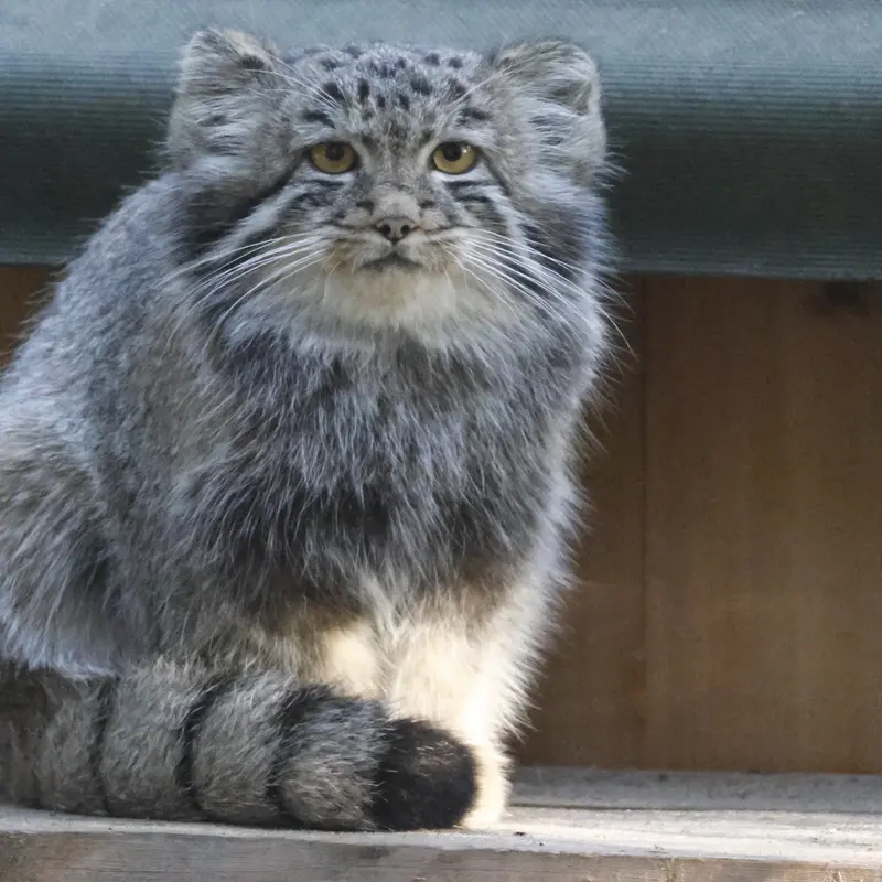 A photograph of Daughter of Snezhana b.2026 Ⅱ in Novosibirsk Zoo
