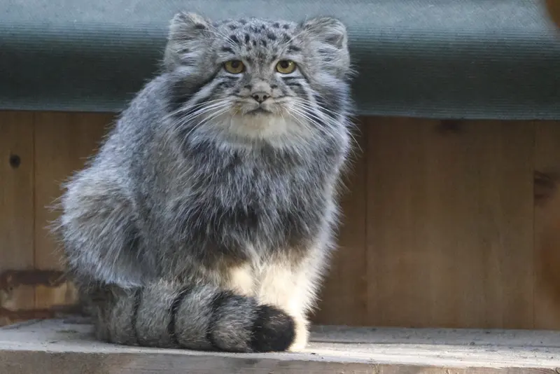 A photograph of a Pallas's cat in Novosibirsk Zoo