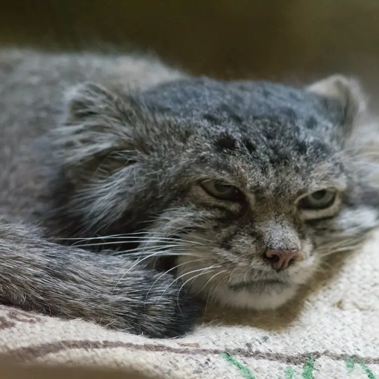 A photograph of Klyon in Ueno Zoological Gardens