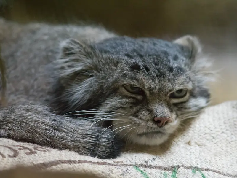 A photograph of Klyon in Ueno Zoological Gardens