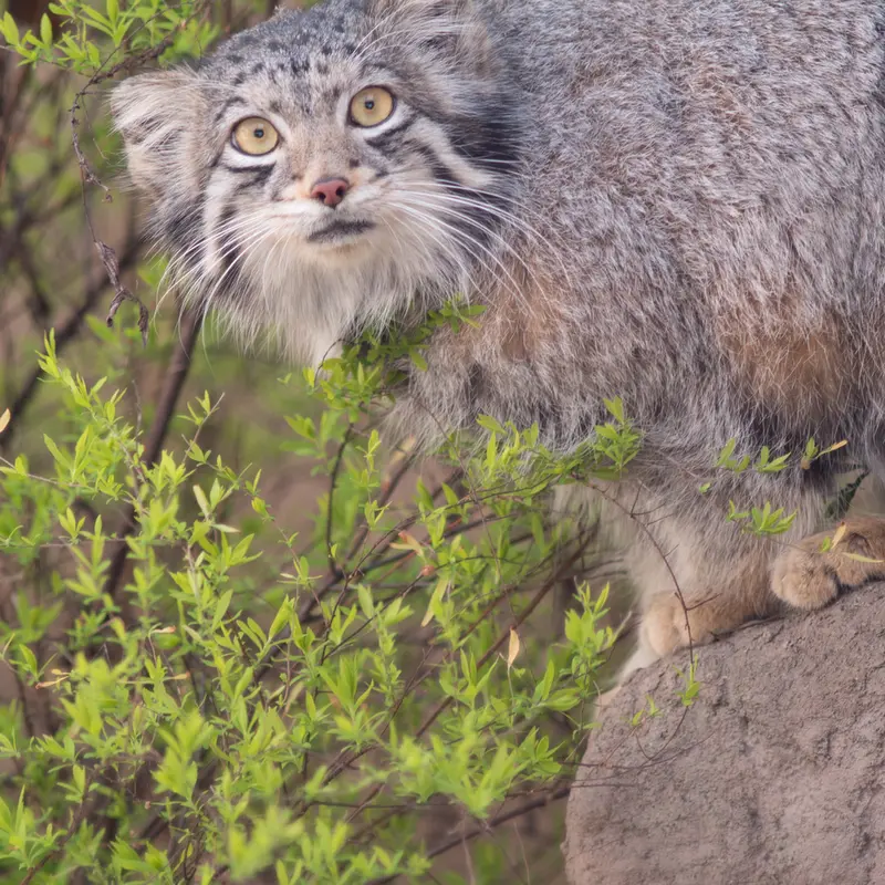 A photograph of Oto in Saitama Children's Zoo