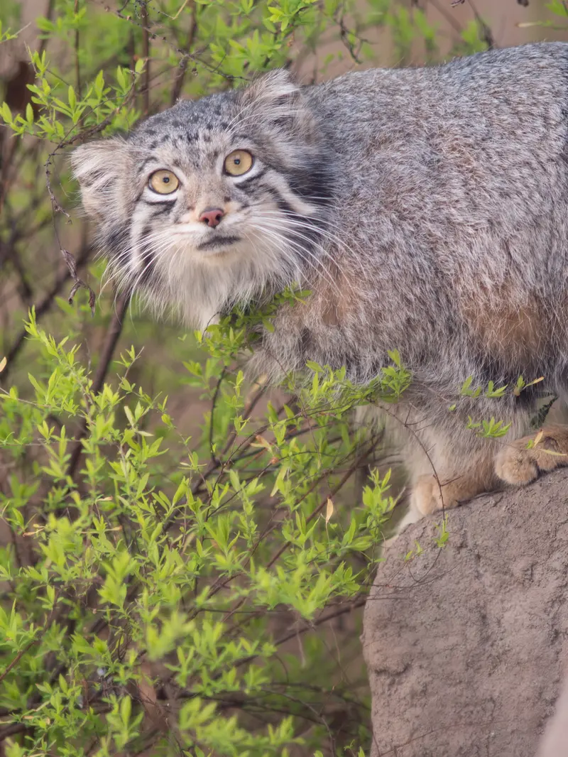 A photograph of Oto in Saitama Children's Zoo