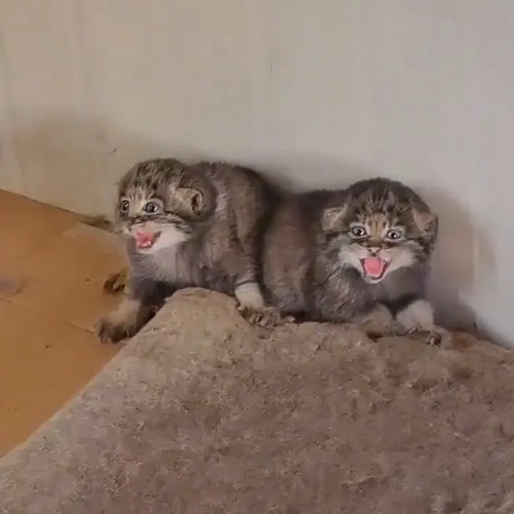 A photograph of a Pallas's cat