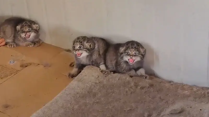 A photograph of a Pallas's cat