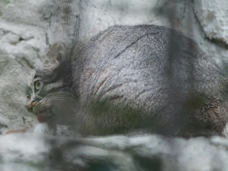 A photograph of Figa in Nogeyama Zoo