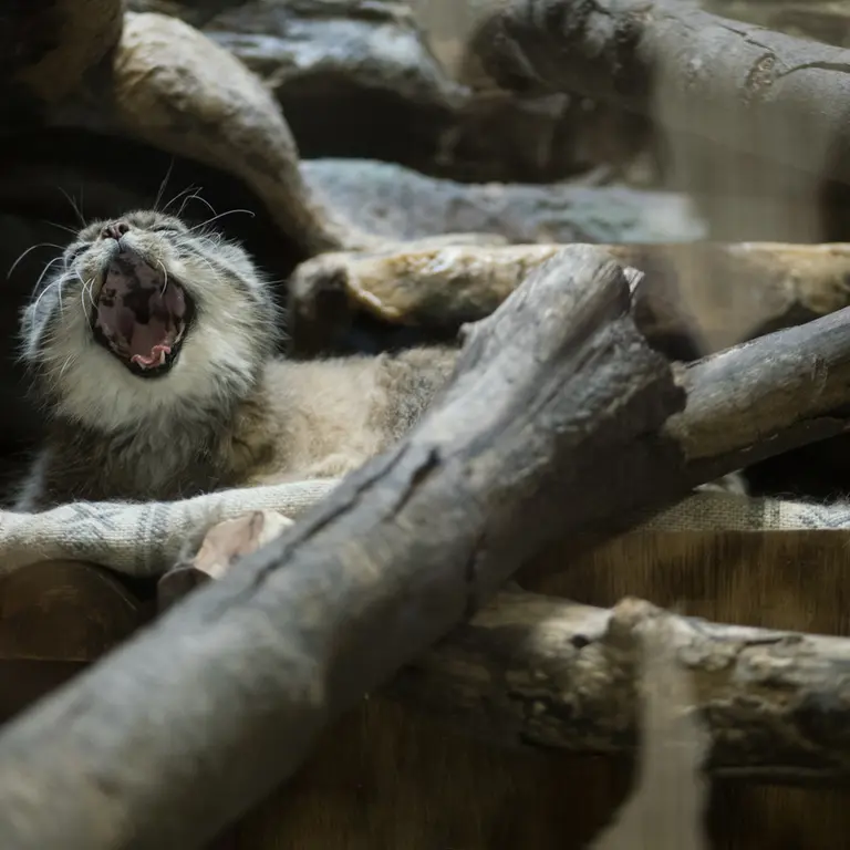 A photograph of Primula in Ueno Zoological Gardens