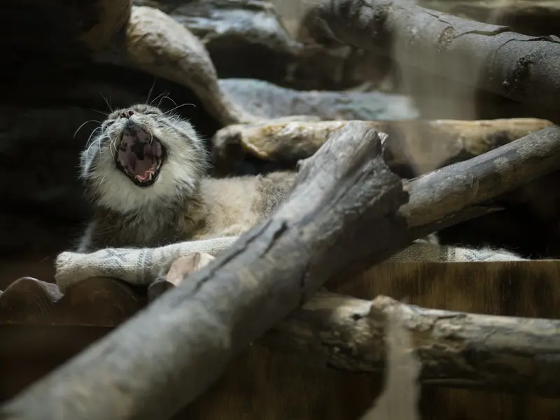 A photograph of Primula in Ueno Zoological Gardens