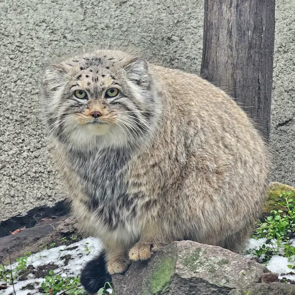 A photograph of Bohus in Budapest Zoo &amp; Botanical Garden