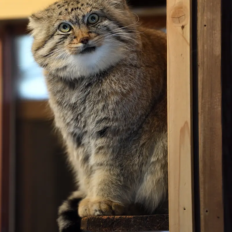 A photograph of Lotos in Saitama Children's Zoo