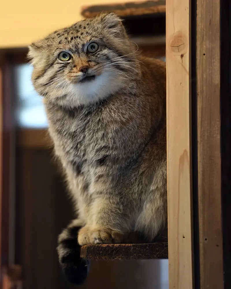 A photograph of Lotos in Saitama Children's Zoo