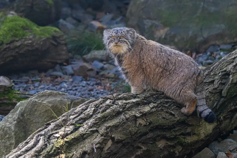 A photograph of Moira in Ostrava Zoo