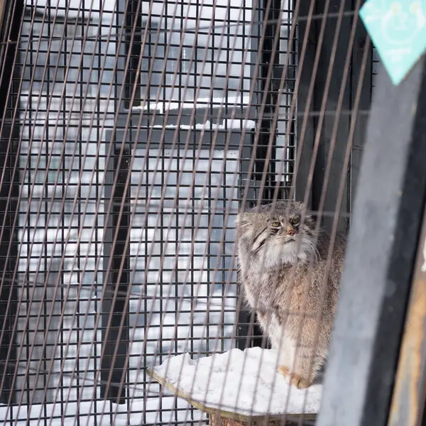A photograph of Grusha in Asahiyama Zoo