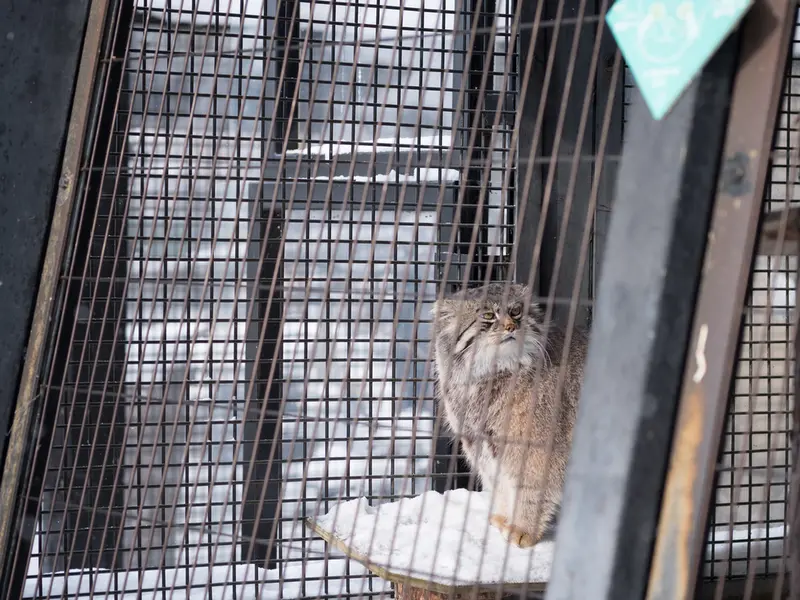 A photograph of Grusha in Asahiyama Zoo