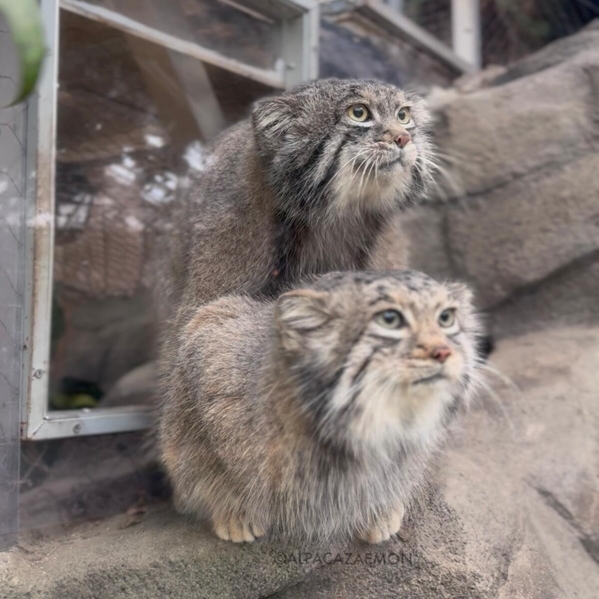 The mating season for Nar and Az has begun. • Manulization - Pallas’s Cats