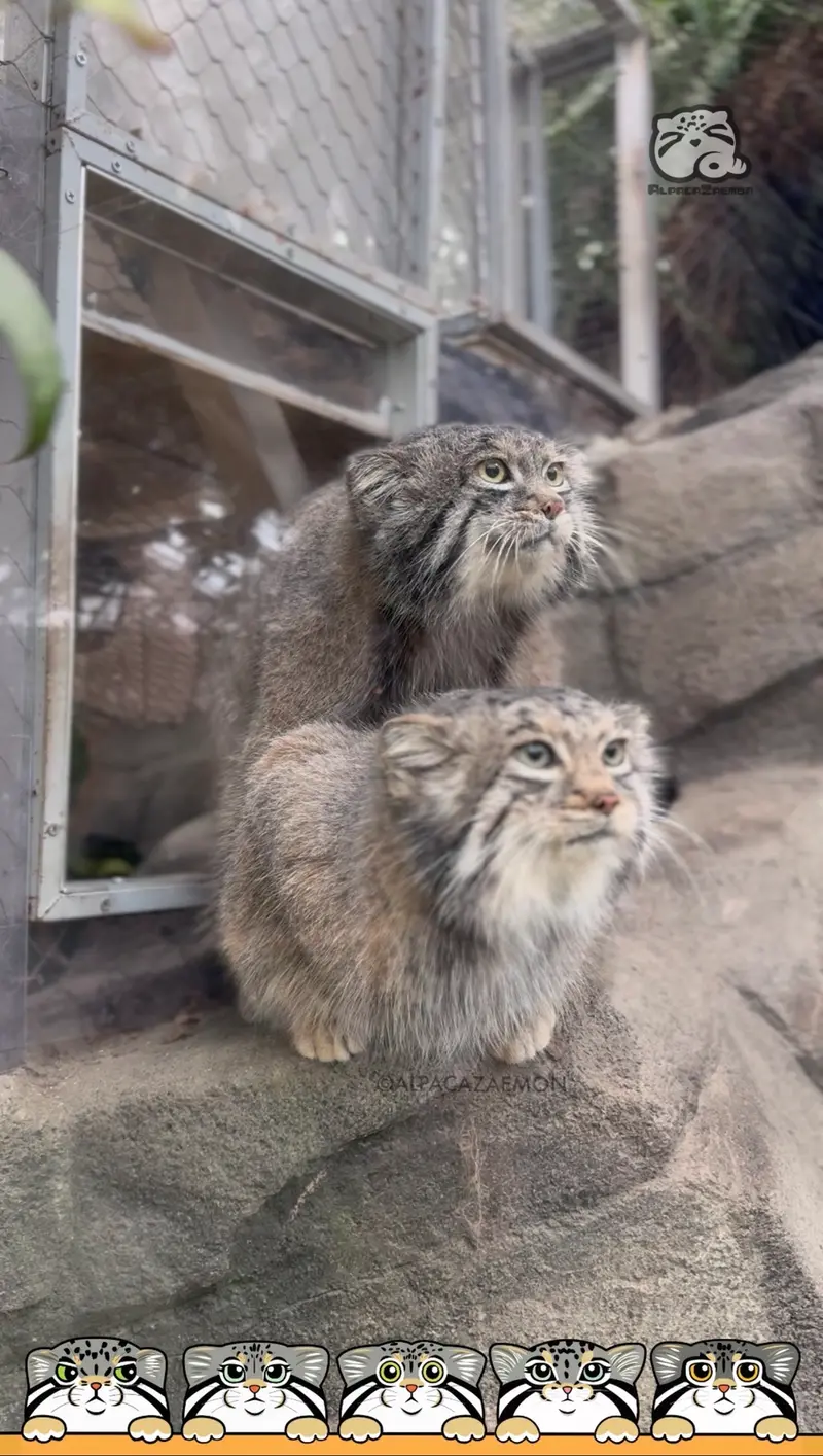 The mating season for Nar and Az has begun.