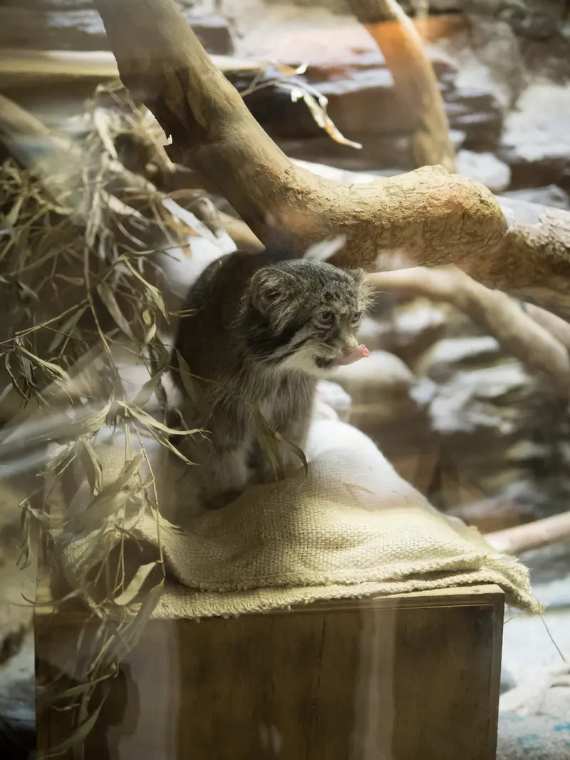 A photograph of Klyon in Ueno Zoological Gardens
