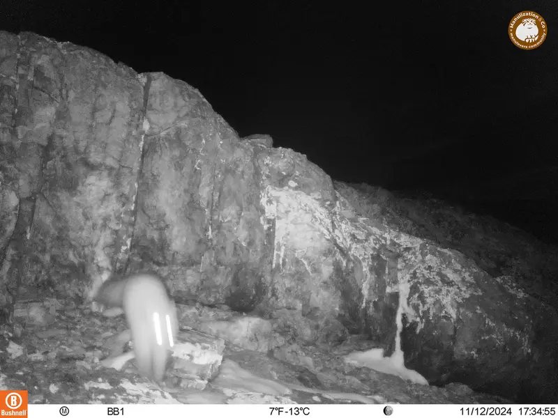 A photograph of Beech marten from Aktas-Kunkora camera trap