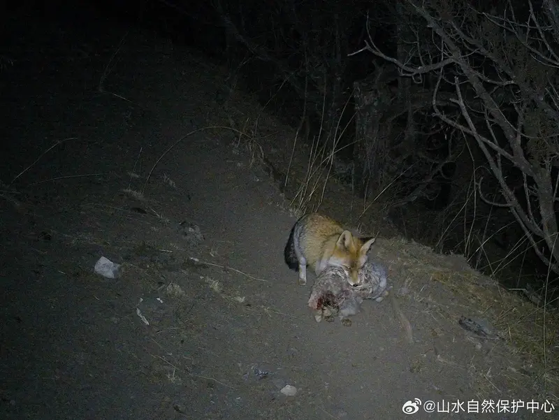 A photograph of a Pallas's cat