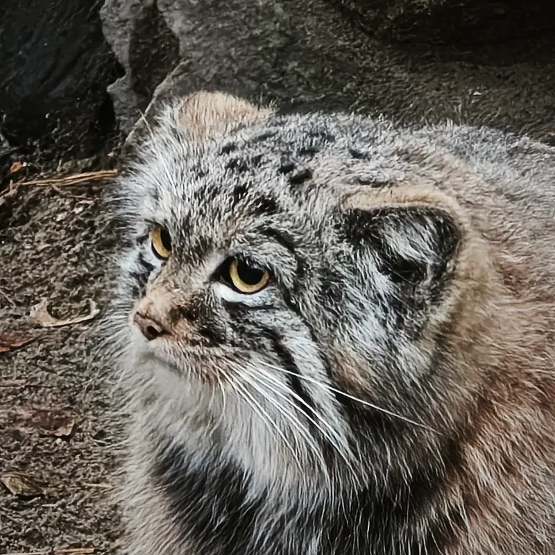A photograph of Son of Adele b.2026 Ⅲ in Novosibirsk Zoo