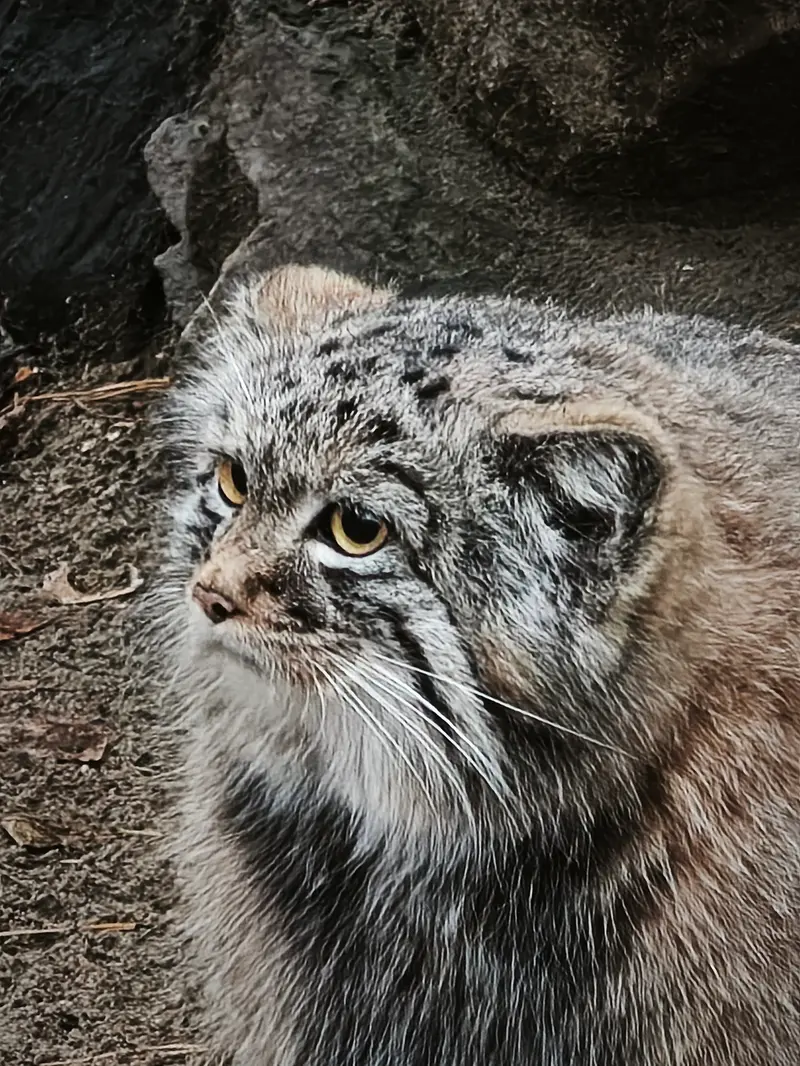 A photograph of Son of Adele b.2026 Ⅲ in Novosibirsk Zoo
