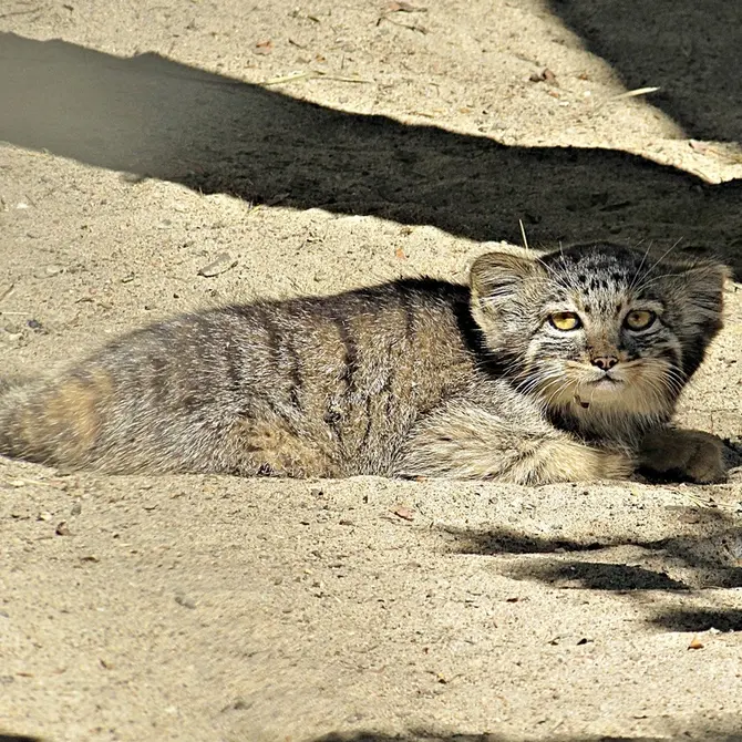 A photograph of a Pallas&#039;s cat in Novosibirsk Zoo