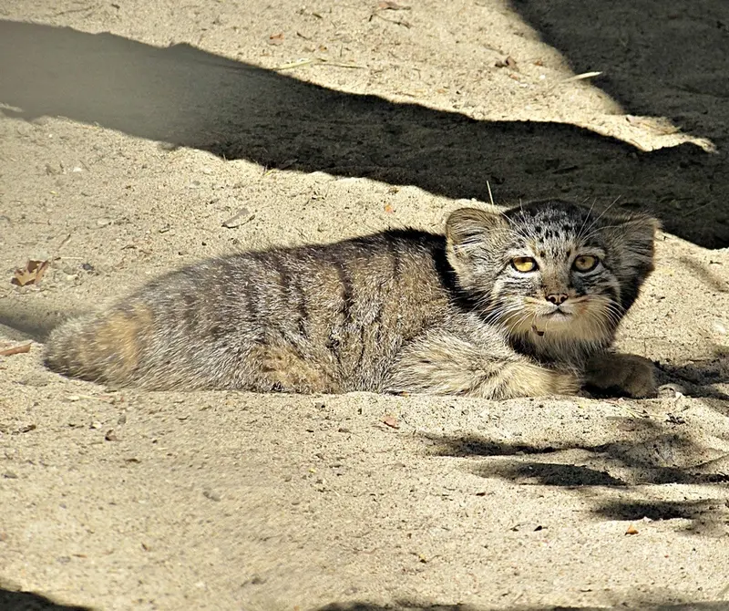 A photograph of a Pallas&#039;s cat in Novosibirsk Zoo