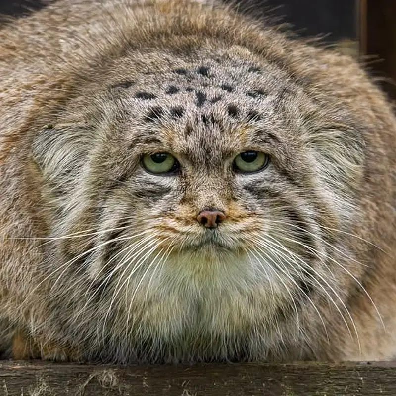 Muztau the Pallas's cat from Brno Zoo