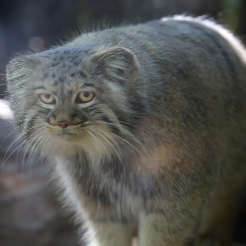 A photograph of Aysen in Košice Zoo