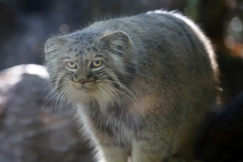 A photograph of Aysen in Košice Zoo
