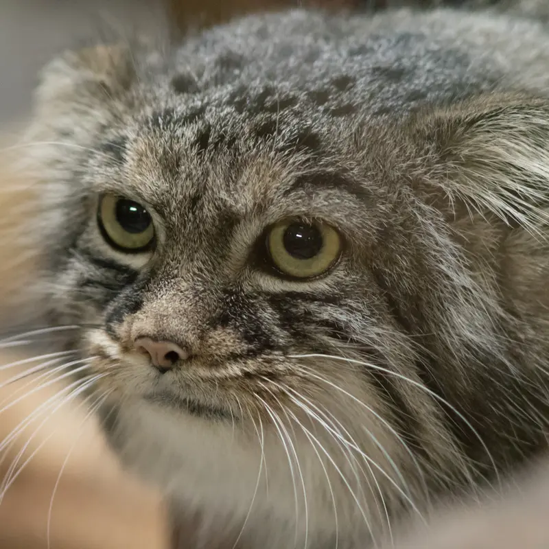 A photograph of Shafran in Ueno Zoological Gardens
