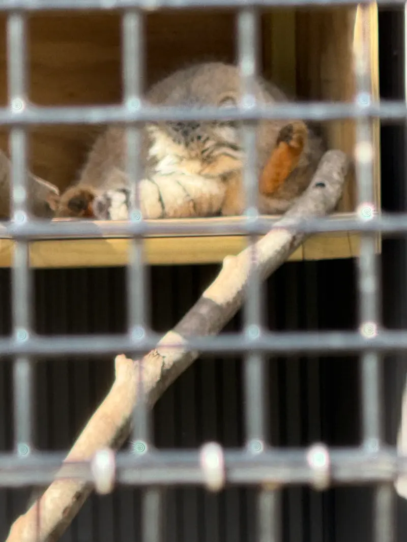 A photograph of a Pallas's cat