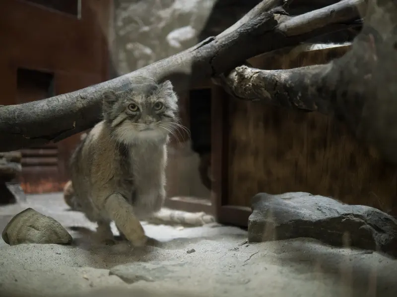 A photograph of Primula in Ueno Zoological Gardens