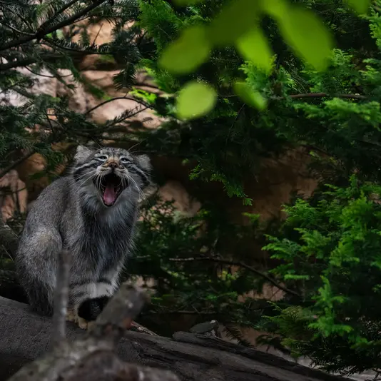 A photograph of Nagomu in Nasu Animal Kingdom