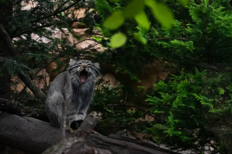 A photograph of Nagomu in Nasu Animal Kingdom