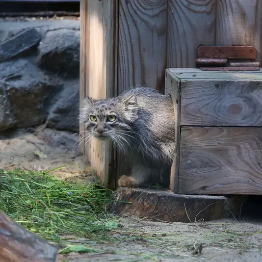 A photograph of Aisha in Novosibirsk Zoo