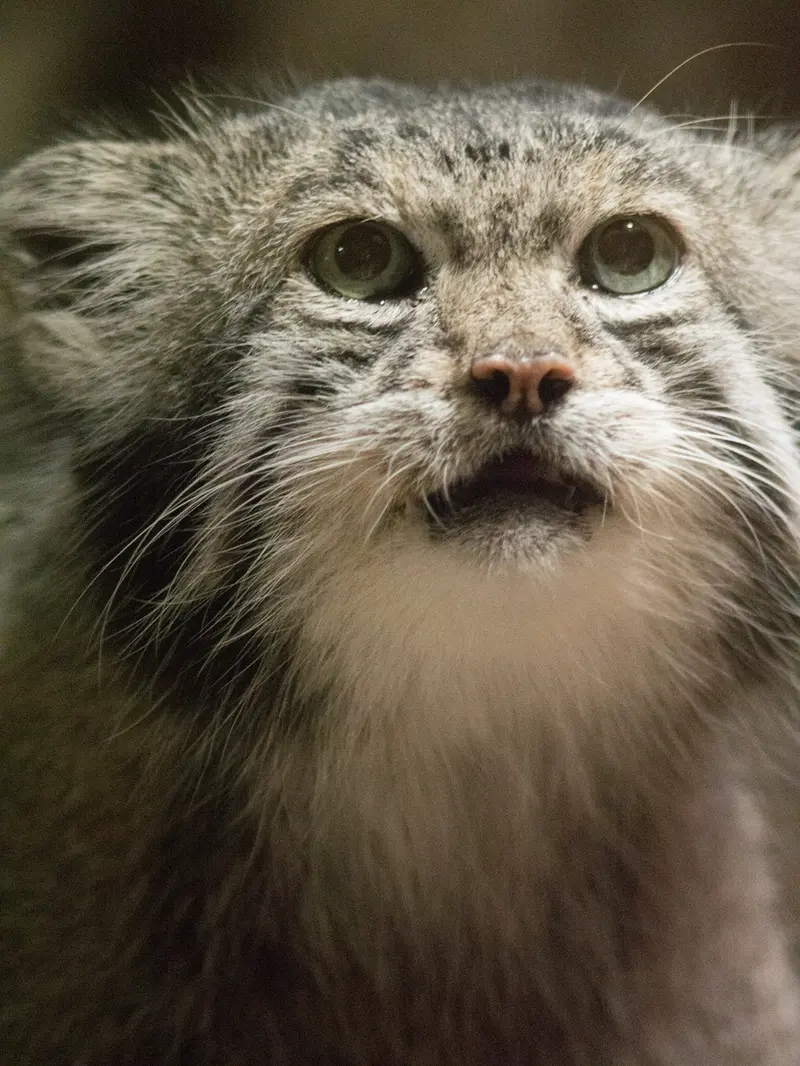 A photograph of Klyon in Ueno Zoological Gardens