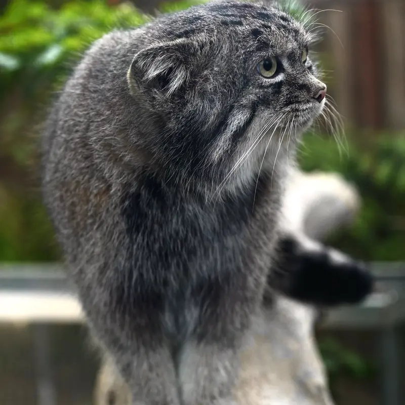A photograph of Nar in Kobe Animal Kingdom
