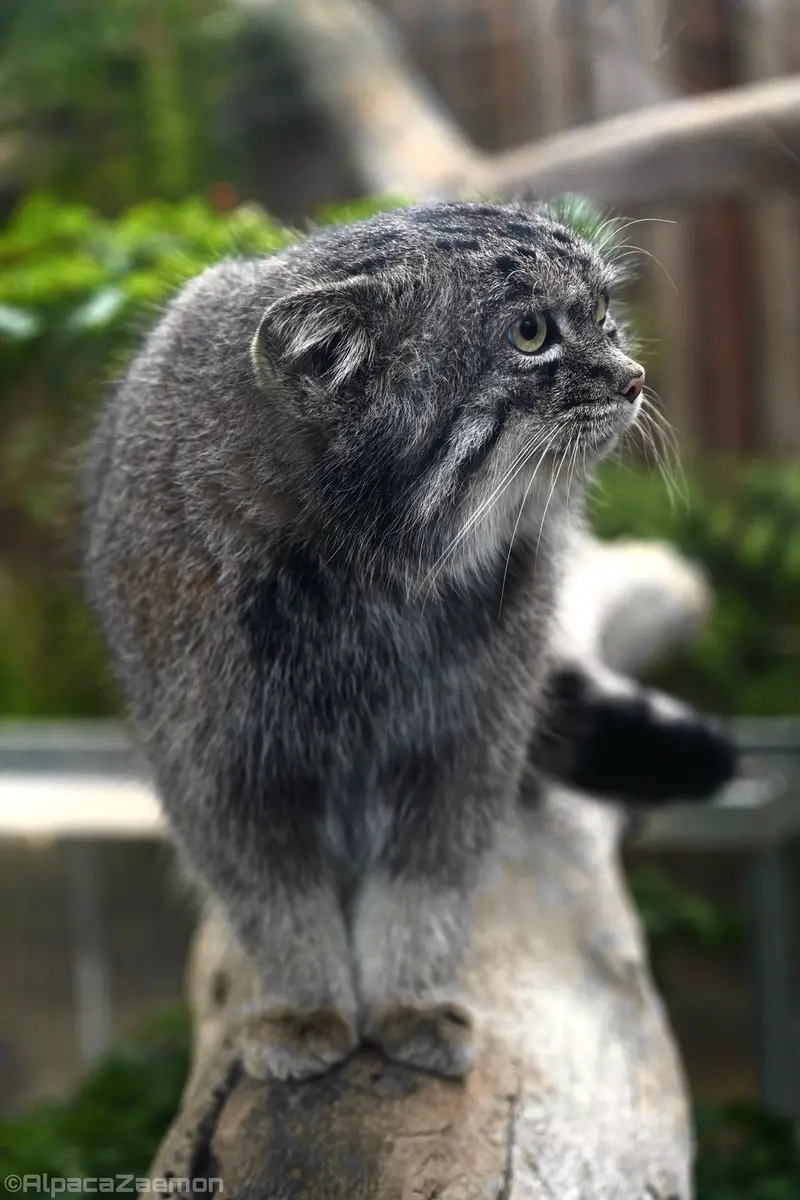 A photograph of Nar in Kobe Animal Kingdom