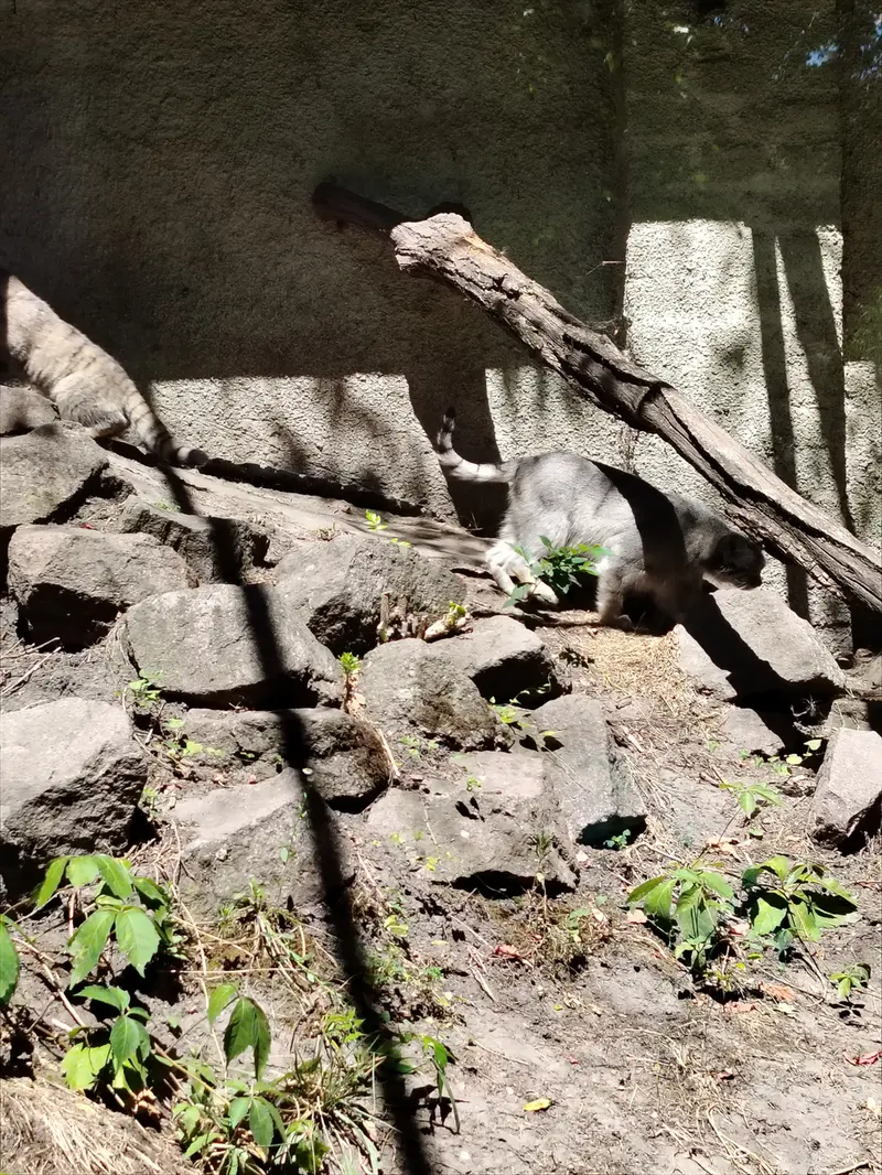 A photograph of Lucy in Budapest Zoo & Botanical Garden