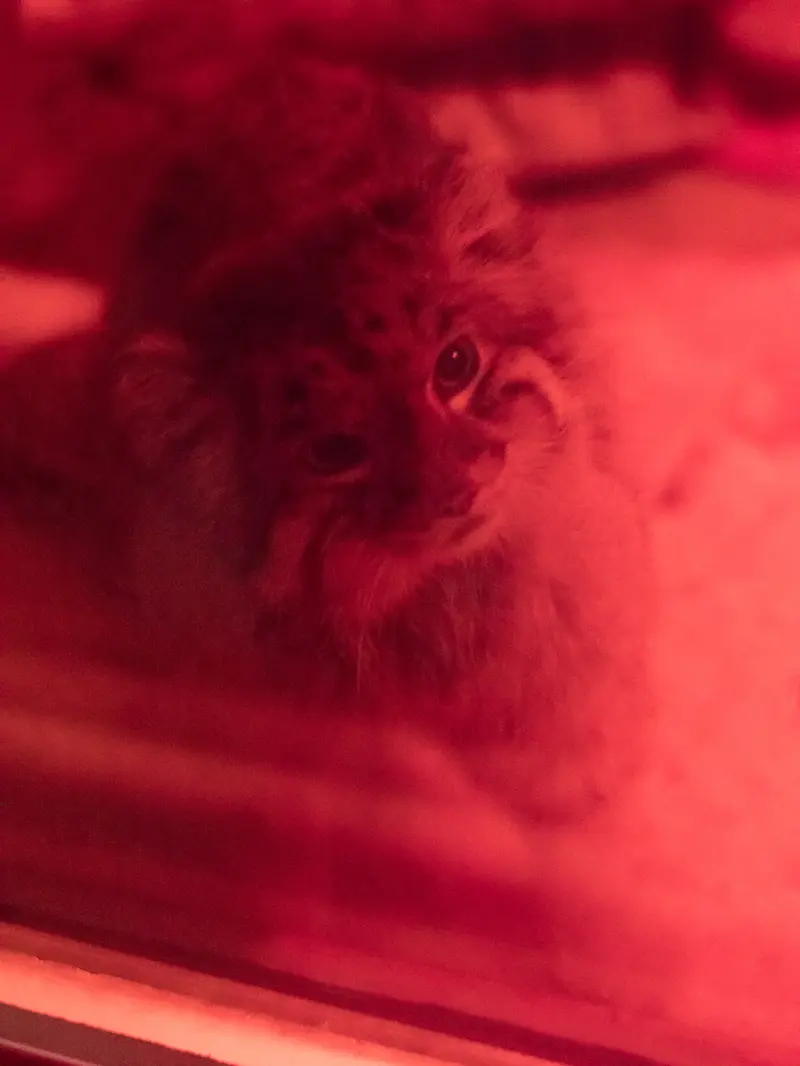 A photograph of Naim in Ueno Zoological Gardens