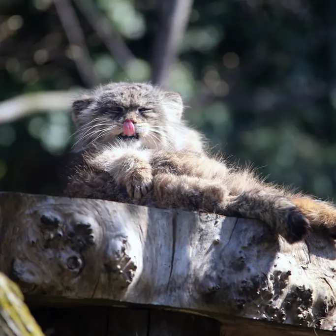 A photograph of Pazzo in Łódź Zoo