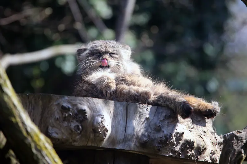 A photograph of Pazzo in Łódź Zoo