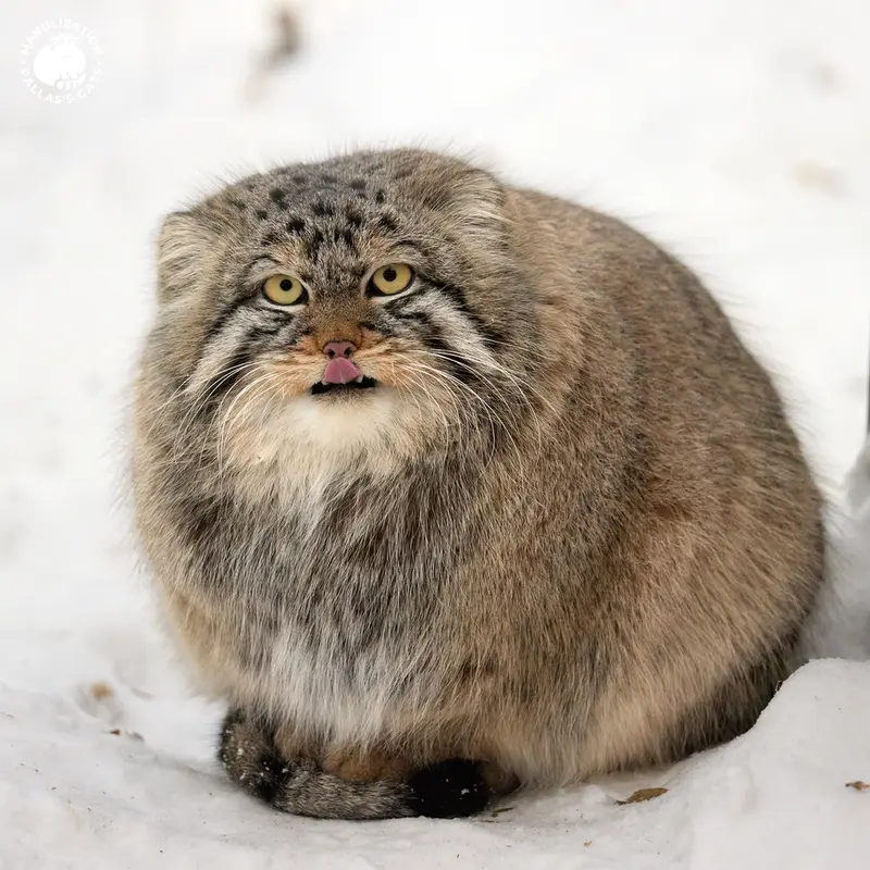 A photograph of Bruce in Novosibirsk Zoo