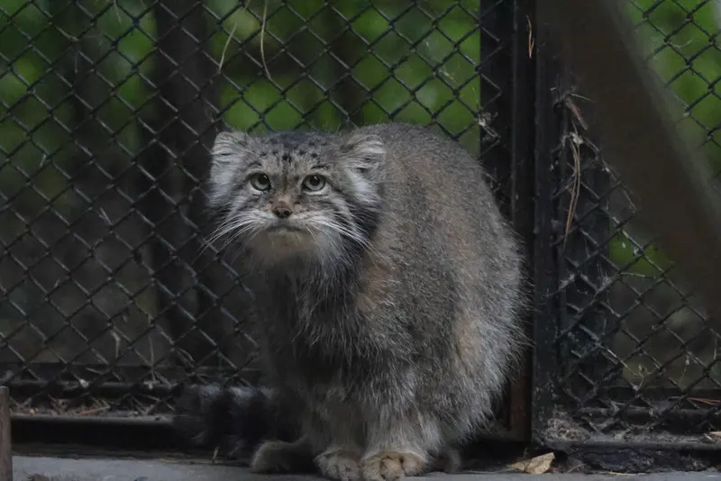 A photograph of Lastochka in Novosibirsk Zoo