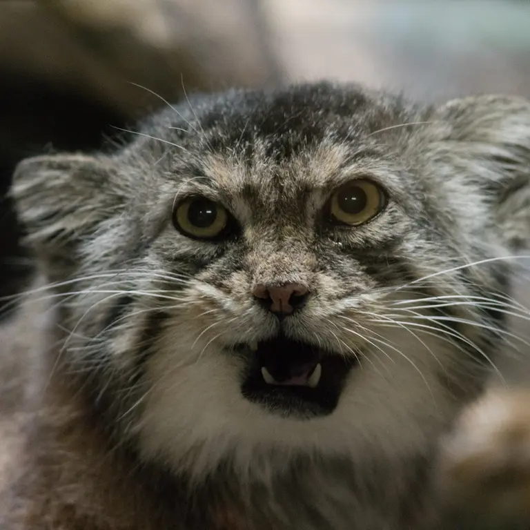 A photograph of Primula in Ueno Zoological Gardens