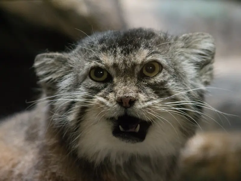 A photograph of Primula in Ueno Zoological Gardens